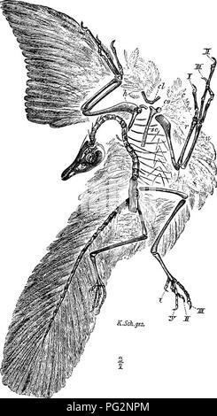 . Éléments de l'anatomie comparée des vertébrés. Anatomie, comparatif. L'Anatomie Comparée 50 vertebrse cervicale peut devenir bien togetber à fusible (cétacés). Les parties distales de l'apophyse transverse, représentant rudi- mentaires les côtes, sont perforées par le canal (p. vertebrarterial 48) : dans les monotrèmes ces restent distincts en tout cas pour un long moment.. ] ?IG. 38 Archaopteryx Hthographica-.. À partir de l'ardoises Solenhofen (Jurassique.) Après Dames, à partir de l'échantillon dans le iJuseum de Berlin. L'atlas et axis essentiellement ressemblent à ceux d'oiseaux, mais la différenciation de la colonne vertébrale dans la r Banque D'Images