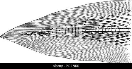 . Éléments de l'anatomie comparée des vertébrés. Anatomie, comparatif. La colonne vertébrale la colonne vertébrale, et dans ces poissons la face antérieure de vertèbres sont fusionnées en une seule masse. Dans la région caudale de l'Amia centra sont la plupart du temps double, un archless plèvre- ou post-centrtim avec celui d'un entre- ou pré-eentfy)n. Une condition similaire- se trouve dans le Jurassique, Eurycormus Ganoids et d'autres combustibles. En règle générale les élasmobranches et Ganoids possèdent un plus grand nombre d'vertebree (dans Alopecias vulpes il y a 365) de téléostéens, dans lequel nous avons rarement rencontrer plus de 70 : l'anguille, l'ho Banque D'Images