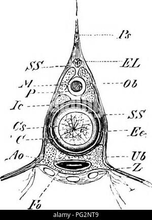 . Éléments de l'anatomie comparée des vertébrés. Anatomie, comparatif. Remplir. 2'ii.-Partie op L'olumx vertébral de ,b&gt ;'(&lt;H/V(/7V(. (Vue de côté.) Fig. 24.-Coupe transversale de la Aciptuv Colujin vertébrale d'rutheiiux-r (dans la partie antérieure de la BOD}'). Pn, apophyse épineuse ; J, lowei' arch ; ao, l'aorte ; Po, médiane inférieure de l'arches, qui ici enclcie l'aorte ventralement ; Z, la surface terrière de la partie inférieure des processus arches. est essentiellement indiqué par l'arcs neuraux. Dans les deux groupes derniers cités, cependant, skeletogenous briser les cellules notocordes primaire gaine (el Banque D'Images