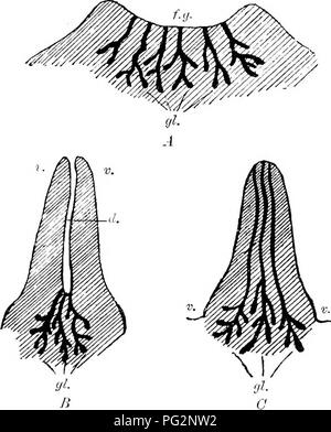 . Éléments de l'anatomie comparée des vertébrés. Anatomie, comparatif. 28 ANATOMIE COMPARATIVE Monotrèmes ne possède pas de tétines, et le lait sans doute passe le long des poils, qui dans cette région sont disposées en grappes, et est ensuite léchés à partir par le jeune animal. La glande est comprimé par un muscle de sphincter. Dans un mavimary l'Échidné, marsupial ou qui est principalement pochette jumelés et devient secondairement non appariées, est formé au début de l'accueil des jeunes, et les masses glandulaires ouvrir dans deux creux du tégument ventral où les grappes de cheveux sont situés (Fig. 17). Ces dep Banque D'Images