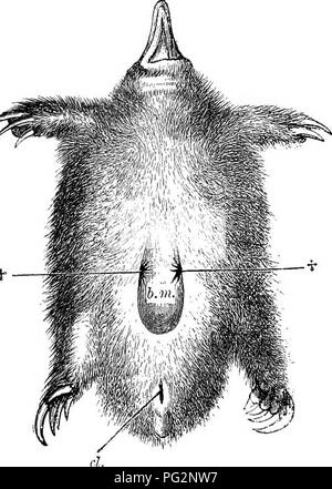 . Éléments de l'anatomie comparée des vertébrés. Anatomie, comparatif. Le tégument 27 glandes tégumentaires, qui sont bien avancés dans tous les mammifères sauf la des cétacés, sont de deux sortes, hobular et acineuse. L'ancien : le siveat-glandes et leurs diverses modifica- tions ; tant que ceux-ci sont décrits comme des glandes sébacées, et inclure le glandes susmentionnées des cheveux-sac, qui servent à l'huile sèche (Fig. 15 D, et 16, A et B), theprepufdal les glandes, les ganglions inguinaux de certaines glandes de Meibomius, le Eodents des paupières, et beaucoup d'autres. Il faut garder à l'esprit, h Banque D'Images