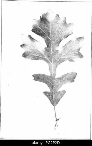 Ce travail propose une étude détaillée des arbres indigènes en Amérique du Nord, en se concentrant sur le chêne de Bur (Quercus macrocarpa). Il comprend des descriptions de ses feuilles, de ses habitudes de croissance et de la façon d'identifier l'arbre dans divers habitats. Banque D'Images