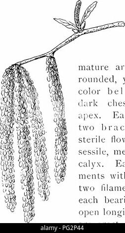 . Nos arbres indigènes et la façon de les identifier ; une étude de leurs habitudes populaires et leurs particularités. Les arbres. La famille de bouleau. Veuillez noter que ces images sont extraites de la page numérisée des images qui peuvent avoir été retouchées numériquement pour plus de lisibilité - coloration et l'aspect de ces illustrations ne peut pas parfaitement ressembler à l'œuvre originale.. Keeler, Harriet L. (Harriet Louise), 1846-1921. New York, C. Scribner's Sons Banque D'Images