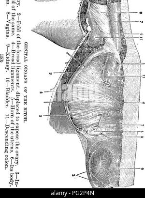 . La castration des animaux. La castration. . Veuillez noter que ces images sont extraites de la page numérisée des images qui peuvent avoir été retouchées numériquement pour plus de lisibilité - coloration et l'aspect de ces illustrations ne peut pas parfaitement ressembler à l'œuvre originale.. Liautard, Alexandre Franc ?ois Augustin, 1835-. New York, W. R. Jenkins ; [etc. , Etc. ] Banque D'Images