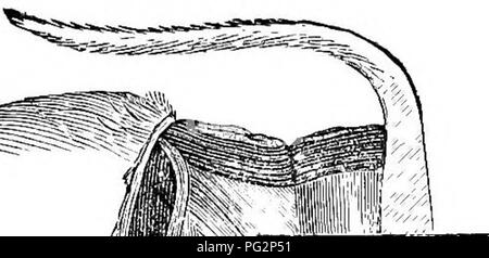 . La castration des animaux. La castration. s s o S. Veuillez noter que ces images sont extraites de la page numérisée des images qui peuvent avoir été retouchées numériquement pour plus de lisibilité - coloration et l'aspect de ces illustrations ne peut pas parfaitement ressembler à l'œuvre originale.. Liautard, Alexandre Franc ?ois Augustin, 1835-. New York, W. R. Jenkins ; [etc. , Etc. ] Banque D'Images