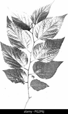 . Nos arbres indigènes et la façon de les identifier ; une étude de leurs habitudes populaires et leurs particularités. Les arbres. Micocoulier. Pulvérisation de fructification de Hark berry, Celtts. Les occidentaux. Veuillez noter que ces images sont extraites de la page numérisée des images qui peuvent avoir été retouchées numériquement pour plus de lisibilité - coloration et l'aspect de ces illustrations ne peut pas parfaitement ressembler à l'œuvre originale.. Keeler, Harriet L. (Harriet Louise), 1846-1921. New York, C. Scribner's Sons Banque D'Images