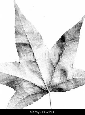 . Nos arbres indigènes et la façon de les identifier ; une étude de leurs habitudes populaires et leurs particularités. Les arbres. SWEET GU :.T . gM. Veuillez noter que ces images sont extraites de la page numérisée des images qui peuvent avoir été retouchées numériquement pour plus de lisibilité - coloration et l'aspect de ces illustrations ne peut pas parfaitement ressembler à l'œuvre originale.. Keeler, Harriet L. (Harriet Louise), 1846-1921. New York, C. Scribner's Sons Banque D'Images