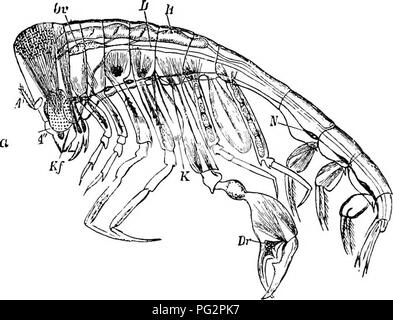 . La coloration des animaux ; un exposé des principaux faits et théories relatives aux couleurs et marquages d'animaux. Les animaux. ANIMAL 124 COLOEATION. dit le professeur Agassiz, " avec un ensemble d'yeux lui permettant de voir latéralement et vers le bas, il a aussi un immense paire face à dbrsally, afin que l'animal a un champ de vision libre dans toutes les directions." Les yeux de beaucoup le larvte Zoefe (de crustacés décapodes), ainsi que de nombreux jeunes poissons, sont tout à fait hors de proportion, si grande qu'ils sont, aux yeux de l'adulte. Si nous sommes d'assumer que les yeux sont destinés à voir avec (ce qui est, cependant. Banque D'Images