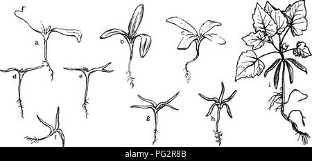 . L'hérédité et l'évolution chez les végétaux. L'hérédité, les plantes. HEKEMTY 222 et l'évolution de certaines espèces de plantes, dans la formation d'un coiyledonary, anneau ou tube. Bucholz interprète les faits exposés par lui- même et d'autres chercheurs comme conduisant à la conclusion que plus les gymnospermes primitives avaient de nombreux coty- ledons, que leur nombre a été réduit par la fusion des primordiums leur et, chez certaines espèces, un tube cotylédonaire ou l'anneau a été formé. » Dicotyledony fut atteint par une fusion générale de beaucoup de cotylédons dans deux groupes, ou. Fig. 105.-Polycotyledonous les semis de dicotylédone Banque D'Images