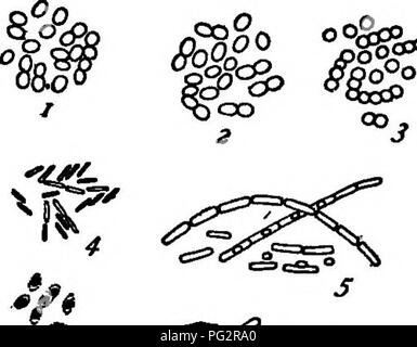 . Les bactéries, levures et moisissures dans la maison. Bactériologie, levures, moisissures (champignons). Les BACTÉRIES DANS LE LAIT "niC 20s^^. Le lait appartiennent à un type connu sous le nom de bactéries lactiques (Fig. 67). Ces produit un changement dans le sucre du lait, le transformer en acide lactique, ce qui provoque le lait au goût aigre et cailler. Le caillage et perturbe nos ne sera jamais se produire si les bactéries peuvent être conservés hors de la lait. Bien que la dégradation est une nuisance, si n'est pas nuire à la salubrité du lait, lait aigre et peut être utilisé librement sans son goût désagréable. En effet, c'est aigre, dans certaines circonstances, desir- capable, Banque D'Images