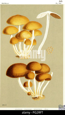 . Illustrations de champignons hyménomycètes (britannique) pour servir d'atlas pour le "Manuel de champignons britannique". Les champignons, la botanique. PRATELLI.. AGARICUS (PSILOOYSe SPADICEUS). Frites. sur stumvs. Evping Forêt. . Oct. 1882.. Veuillez noter que ces images sont extraites de la page numérisée des images qui peuvent avoir été retouchées numériquement pour plus de lisibilité - coloration et l'aspect de ces illustrations ne peut pas parfaitement ressembler à l'œuvre originale.. Cooke, M. C. (Mordecai Cubitt), b. 1825 ; Cooke, M. C. (Mordecai Cubitt), b. 1825. Handbook of British champignons. Londres, Williams et Norgate Banque D'Images