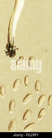 . Illustrations de champignons hyménomycètes (britannique) pour servir d'atlas pour le "Manuel de champignons britannique". Des champignons ; botanique. j'^ "y M.C.C. -*F  %". 10-12X6 &Lt ;# - AGARICUS (PSILOCYBE) SEMI-LANCEATUS. Frites, var. CCERULESCENS, dans les pâturages. Quartier de Londres. 1880. septembre. Veuillez noter que ces images sont extraites de la page numérisée des images qui peuvent avoir été retouchées numériquement pour plus de lisibilité - coloration et l'aspect de ces illustrations ne peut pas parfaitement ressembler à l'œuvre originale.. Cooke, M. C. (Mordecai Cubitt), b. 1825 ; Cooke, M. C. (Mordecai Cubitt), b. 1825. Handbook Banque D'Images