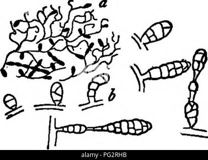 . Les bactéries, levures et moisissures dans la maison. Bactériologie, levures, moisissures (champignons). Fig. 10. Mucor, un moule commun.. Veuillez noter que ces images sont extraites de la page numérisée des images qui peuvent avoir été retouchées numériquement pour plus de lisibilité - coloration et l'aspect de ces illustrations ne peut pas parfaitement ressembler à l'œuvre originale.. Conn, H. W. (Herbert William), b. 1859. Boston, New York, Ginn et compagnie Banque D'Images
