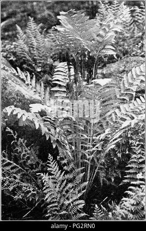 . L'hérédité et l'évolution chez les végétaux. L'hérédité, les plantes. LIPE HISTOIRE D'une Vénus 13. Fig. 15.-Clayton's Osmunda Claytoniana fougère {), montrant au centre, sporophylles entouré de feuilles.. Veuillez noter que ces images sont extraites de la page numérisée des images qui peuvent avoir été retouchées numériquement pour plus de lisibilité - coloration et l'aspect de ces illustrations ne peut pas parfaitement ressembler à l'œuvre originale.. Gager, C. Stuart (Charles Stuart), 1872-1943. Philadelphie, P. le Fils &AMP ; Co. Banque D'Images