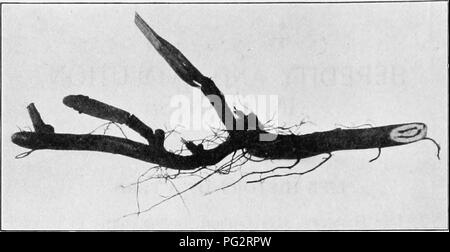 . L'hérédité et l'évolution chez les végétaux. L'hérédité, les plantes. L'hérédité et l'ÉVOLUTION CHEZ LES VÉGÉTAUX. Fig. 2.-Partie de le rhizome de l'Plcris {frein commun aquilina) montrant une vue en coupe à droite.. Veuillez noter que ces images sont extraites de la page numérisée des images qui peuvent avoir été retouchées numériquement pour plus de lisibilité - coloration et l'aspect de ces illustrations ne peut pas parfaitement ressembler à l'œuvre originale.. Gager, C. Stuart (Charles Stuart), 1872-1943. Philadelphie, P. le Fils &AMP ; Co. Banque D'Images