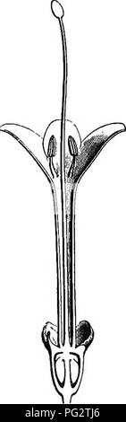 . L'histoire naturelle des plantes. La botanique. Fig. 345. La fleur (4). Fig. 347. firuit liong. sect. de. Fig. 348. Graines (|). Fig. 346. Long, de secte, de fleur. qui s'étend de l'umbihcus au funicule elle-même (fig. 347, 348). Ce sont des arbustes des régions tempérées et chaudes. L'Amérique, "l'Afrique australe " et tropicales et d'Amérique du Nord, avec des feuilles opposées et mixte, capituliform, inflorescences terminales et axillaires. Ourouparia (fig. 349-354) a l'inflorescence de Namlea et Cephalanthus, axillaires et pédonculé presque toujours. Très souvent, les fleurs l'abandon, il ne reste que le pédoncule, whi Banque D'Images