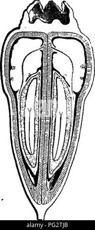 . L'histoire naturelle des plantes. La botanique. BUBIACE^. Cephalanthus 349 (fig. 345-348) peut être considéré comme Nauclea avec une corolle imbriqués, un ordre décroissant, de l'ovule avec monospermous cocci -endocarpe, et semences sans aile, mais entouré d'un arille charnu Cephalanthus. oceidentalis. Veuillez noter que ces images sont extraites de la page numérisée des images qui peuvent avoir été retouchées numériquement pour plus de lisibilité - coloration et l'aspect de ces illustrations ne peut pas parfaitement ressembler à l'œuvre originale.. Baillon, Henri Ernest, 1827-1895 ; Hartog, Marcus Manuel, 1851-. Londres, L. Reeve &AMP ; Co. Banque D'Images