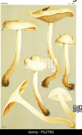 . Illustrations de champignons hyménomycètes (britannique) pour servir d'atlas pour le "Manuel de champignons britannique". Les champignons, la botanique. DERMINI. FLAMMULA (Agaricus) LENTUS. Frites. Forme à longue tige, sur le terrain. Qlamis. 1881 Novembre.. Veuillez noter que ces images sont extraites de la page numérisée des images qui peuvent avoir été retouchées numériquement pour plus de lisibilité - coloration et l'aspect de ces illustrations ne peut pas parfaitement ressembler à l'œuvre originale.. Cooke, M. C. (Mordecai Cubitt), b. 1825 ; Cooke, M. C. (Mordecai Cubitt), b. 1825. Handbook of British champignons. Londres, Williams et Norgate Banque D'Images