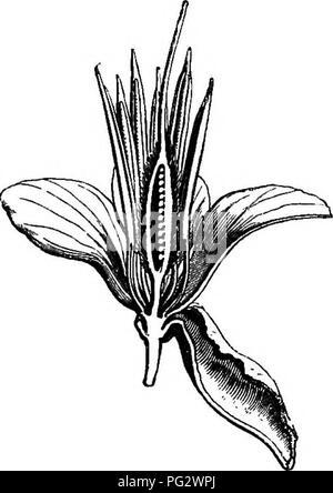 . L'histoire naturelle des plantes. La botanique. La FIA. 207. Flower ()Je FlO. 208. Section longitudinale de fleur. perigynous Ccesalpiniete comme dans beaucoup, mais ses fleurs sont apetalous, tandis que ses étamines sont comme indéfinie dans Aldina et Tounatea.^ ' On ne peut pas traiter de l'clasBification, distribution géographique, et les usages de ce règlement qu'après l'énumération des caractères de son plusieurs genres, qui suit immédiatement. Les points seront donc il ahove trouvés après les genres.. Veuillez noter que ces images sont extraites de la page numérisée des images qui peuvent avoir été 1 unité centrale numérique Banque D'Images