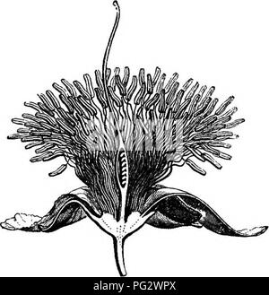 . L'histoire naturelle des plantes. La botanique. La FIA. 206. Section longitudinale de fleur. aussi près, régulier, en forme de coupe et bordée par un disque épais, externe à laquelle sont insérés les pièces du périanthe et androceum. ZoUernia a également près de fleurs régulières (figs. 207, 208), avec cinq pétales égaux ou presque, et de 9 à 15 étamines. Les bourgeons de fleurs sont allongés et acuminées. Les feuilles sont réduites à une seule notice. La profondeur du récipient, elle aussi, est réduite, de sorte que l'insertion de la tombe et androceum hypogynous devient presque. Exostyles a presque la fleur de ZoU Banque D'Images