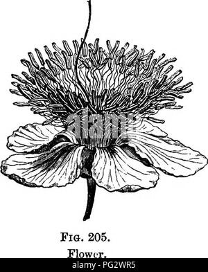 . L'histoire naturelle des plantes. La botanique. LEOUMINOS PAFILIONACE^^. Bractlets 227 latéral, eux-mêmes peu rarement persistantes. Une soixantaine d'espèces d'Tounatea sont connues, regroupées par des auteurs les plus récentes en cinq sections^ fondée sur la forme et la déhiscence du calice, la forme de l'vexillary pétale, et que des étamines, notamment en ce qui concerne les anthères. Près de Tounatea ont été placées quatre genres, en distingue principalement par les caractères suivants. Aldina (figs. 205, 206) a les fleurs de Tounatea, mais avec une corolle régulière près de flve ou 6 segments. Par conséquent, il pourrait peut-être Banque D'Images