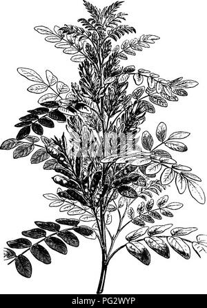 . L'histoire naturelle des plantes. La botanique. 206 NATUBAL EISTOBY DE PLANTES. Dans Fsoralece AmorpJieee le groupe ou nous trouver réduction la plus Glycyrrliiza glabra.. de la fleur dans cette série Amorpha fruticosa. Fig. 166. La fleur (f). Fig. 165.-habitude (i). La corolle est parfois réduite à un seul pétale, la norme, comme dans Amor- pha (figs. 166, 167), ou est tout à fait absente comme dans Faryella ; parfois, comme dans Fsoralea, l'ovaire ne contient qu'un seul ovule. "On peut rarement trouver deux ou trois ovules ; et un genre, Asagresa, est jusqu'à présent exceptionnel qu'elles possèdent une demi-douzaine. Seul le androceum Banque D'Images