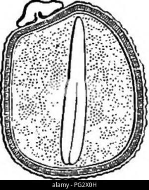 . L'histoire naturelle des plantes. La botanique. Fig. 149. Semences (4). Fig. Deliiaoent 148 fruits (a). Fig. 150. Long. de secte, de semences. bien plus développé que le vrai sépales, parfois beaucoup cut et couverte de nombreuses glandes sudoripares ; leur nature a été beaucoup discuté. Le androceum est formé d'un nombre indéfini d'étamines, disposés en cinq ensembles, et inséré sur une ligne équivalent- ing pour le milieu du visage de chaque sépale. Dans chaque colis les étamines sont alternativement disposés en deux séries parallèles inégales,^ chacun formés de ah-articuler de filament de hauteur variable, à partir d'un certain âge, et d'un bilo Banque D'Images