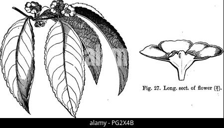 . L'histoire naturelle des plantes. La botanique. 0ELA8TBA0EM. Leurs fleurs 15^ sont unis dans l'aisselle, simple, ou plus ou moins ramifié, et parfois umbelliform cymes, avec des pédicelles accompagnée par deux latérales. Plus de cinquante espèces^ sont connues, elles ont parfois deux ou même quatre ou cinq étamines, deux ou trois de qui sont stériles et antherless. Le Salacece (fig. 26, 27), les plantes à partir de la même régions tropicales comme l'HippocratecB, ont souvent la même habitude et feuillage ; et leurs fleurs présente la même organisation. Mais leurs fruits, un ou plusieurs- ensemencé, est dépourvu de Wings, globul Banque D'Images