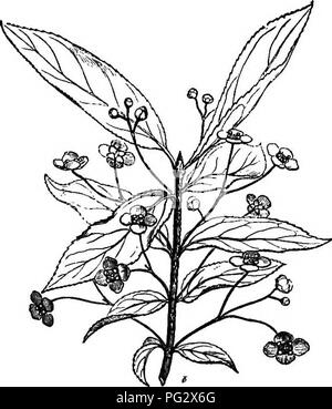 . L'histoire naturelle des plantes. La botanique. NATUEAL HISTOEY DE PLANTES. XLVI. CELASTRACE.E. I. EUONYMUS BERIES. Euonymus^ (fig. 1-7) a régulièrement des fleurs hermaphrodites, en quatre ou cinq parties. Dans de nombreuses espèces le récipient est un peu convexe ou déprimé,, surmontée d'une large et aplati disque glandulaire. Le Emnymus verrucosus.. Veuillez noter que ces images sont extraites de la page numérisée des images qui peuvent avoir été retouchées numériquement pour plus de lisibilité - coloration et l'aspect de ces illustrations ne peut pas parfaitement ressembler à l'œuvre originale.. Baillon, Henri Ernest, 1827-1895 ; Hartog, Marcus M Banque D'Images