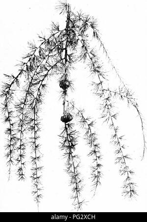 . Nos arbres indigènes et la façon de les identifier ; une étude de leurs habitudes populaires et leurs particularités. Les arbres. Le mélèze. Direction générale de la fructification de mélèze, Larix europcea... Veuillez noter que ces images sont extraites de la page numérisée des images qui peuvent avoir été retouchées numériquement pour plus de lisibilité - coloration et l'aspect de ces illustrations ne peut pas parfaitement ressembler à l'œuvre originale.. Keeler, Harriet L. (Harriet Louise), 1846-1921. New York, C. Scribner's Sons Banque D'Images