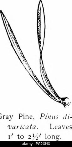 . Nos arbres indigènes et la façon de les identifier ; une étude de leurs habitudes populaires et leurs particularités. Les arbres. La famille de pin rarement quatre, mince, bleu foncé, vert serrulate, aigu, avec mépris, conseils soft, trois à cinq pouces de long ; fibro-deux faisceaux vasculaires. Fines gaines blanc argenté, au début, plus tard devenu daik brun grisâtre. Persister à partir de deux à cinq ans. Fleurs.-fleurs staminées en bref de monde clusters, près de la pointe de la croissance des pousses, de forme cylindrique, trois quarts de pouce de long ; anthères pourpre clair avec l'orbiculaire, crêtes légèrement denticulées ; bractées de 8 à Banque D'Images