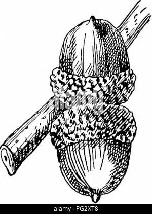 Ce livre sert de guide pour identifier les espèces d'arbres indigènes, en se concentrant sur leurs modèles de croissance, la structure des feuilles et leurs caractéristiques uniques. Il fournit des descriptions détaillées de divers arbres trouvés en Amérique du Nord, avec un accent particulier sur les espèces de chênes. Banque D'Images