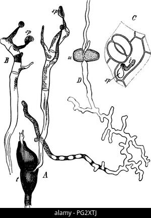 . La morphologie comparative et de la biologie des champignons, bactéries et mycetozoa . La morphologie des plantes ; Champignons ; myxomycètes ; bactériologie. 28s DIVISION II.-COURUE DE DÉVELOPPEMENT DE CHAMPIGNONS. La surface extérieure de quelque peu en forme de coussin d'organes, qui sont formées par l'entrelacement des hyphes mycéliens immédiatement sous l'épiderme de l'hôte, plus rarement à une plus grande profondeur, et faire éclater lorsqu'ils forment des spores. Les deux sont formés sur acrogenously sporiferous (cellules surpeuplées stérigmates, les basides), qui couvrent la surface extérieure de l'hyménium, seul ou en mélange avec certaines espèces ou entouré de Banque D'Images