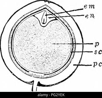 . Des études de l'usine ; une école primaire la botanique. La botanique. 370 STl USINE'DIKS à partir de la semence. Il a été auparavant abattus soit cuullrJe ou radicule. Dans Dicotj ledons l'embout de tige entre le coty- ledons organise souvent les rudiments des feuilles, formant un petit bourgeon qui s'appelle la plumule. Embryons humains diffèrent autant qu'à l'intégralité de leur développe- ment à l'intérieur de la graine. Dans certains établissements, en particulier ceux qui sont jiarasitic^, saprophytes ou embryon est simplement une petite masse de cellules, sans aucune organisation de racine, tige ou feuille. Dans de nombreux cas, l'embryon devient fortement devel- ojicd, de l'albumen Banque D'Images
