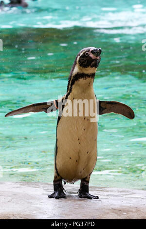 Le Zoo de Londres, UK 23 Août 2018 - Les pingouins à peser à l'assemblée annuelle de pesée. Avec plus de 19 000 animaux dans leurs soins, ZSL London ZooÕs keepers passent des heures tout au long de l'année l'enregistrement les hauteurs et les poids de tous les animaux, de l'information qui les aide à surveiller leur santé et leur bien-être. Credit : Dinendra Haria/Alamy Live News Banque D'Images