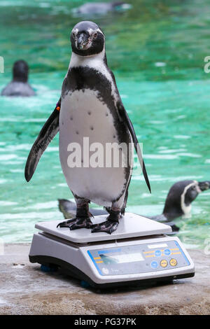 Le Zoo de Londres, UK 23 Août 2018 - Les pingouins à peser à l'assemblée annuelle de pesée. Avec plus de 19 000 animaux dans leurs soins, ZSL London ZooÕs keepers passent des heures tout au long de l'année l'enregistrement les hauteurs et les poids de tous les animaux, de l'information qui les aide à surveiller leur santé et leur bien-être. Credit : Dinendra Haria/Alamy Live News Banque D'Images