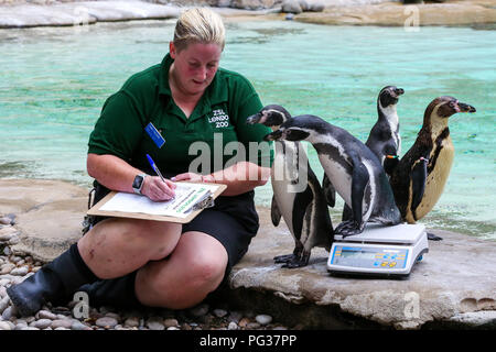 Le Zoo de Londres, UK 23 Août 2018 - Les pingouins à peser à l'assemblée annuelle de pesée. Avec plus de 19 000 animaux dans leurs soins, ZSL London ZooÕs keepers passent des heures tout au long de l'année l'enregistrement les hauteurs et les poids de tous les animaux, de l'information qui les aide à surveiller leur santé et leur bien-être. Credit : Dinendra Haria/Alamy Live News Banque D'Images