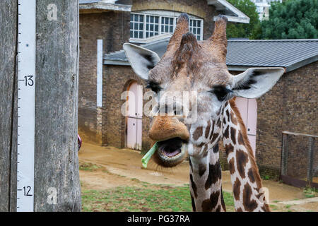 Le Zoo de Londres, UK 23 Août 2018 - Girafe mesuré au cours de l'Assemblée pesée. Avec plus de 19 000 animaux dans leurs soins, ZSL London ZooÕs keepers passent des heures tout au long de l'année l'enregistrement les hauteurs et les poids de tous les animaux, de l'information qui les aide à surveiller leur santé et leur bien-être. Credit : Dinendra Haria/Alamy Live News Banque D'Images