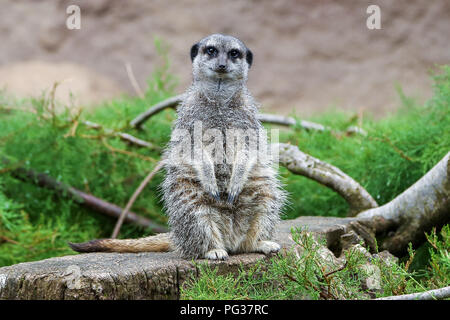 Le Zoo de Londres, UK 23 Août 2018 - suricates à peser à l'assemblée annuelle de pesée. Avec plus de 19 000 animaux dans leurs soins, ZSL London ZooÕs keepers passent des heures tout au long de l'année l'enregistrement les hauteurs et les poids de tous les animaux, de l'information qui les aide à surveiller leur santé et leur bien-être. Credit : Dinendra Haria/Alamy Live News Banque D'Images