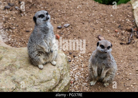 Le Zoo de Londres, UK 23 Août 2018 - suricates à peser à l'assemblée annuelle de pesée. Avec plus de 19 000 animaux dans leurs soins, ZSL London ZooÕs keepers passent des heures tout au long de l'année l'enregistrement les hauteurs et les poids de tous les animaux, de l'information qui les aide à surveiller leur santé et leur bien-être. Credit : Dinendra Haria/Alamy Live News Banque D'Images