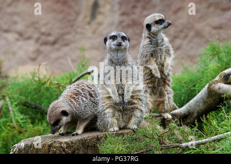 Le Zoo de Londres, UK 23 Août 2018 - suricates à peser à l'assemblée annuelle de pesée. Avec plus de 19 000 animaux dans leurs soins, ZSL London ZooÕs keepers passent des heures tout au long de l'année l'enregistrement les hauteurs et les poids de tous les animaux, de l'information qui les aide à surveiller leur santé et leur bien-être. Credit : Dinendra Haria/Alamy Live News Banque D'Images