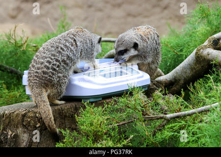 Le Zoo de Londres, UK 23 Août 2018 - suricates à peser à l'assemblée annuelle de pesée. Avec plus de 19 000 animaux dans leurs soins, ZSL London ZooÕs keepers passent des heures tout au long de l'année l'enregistrement les hauteurs et les poids de tous les animaux, de l'information qui les aide à surveiller leur santé et leur bien-être. Credit : Dinendra Haria/Alamy Live News Banque D'Images