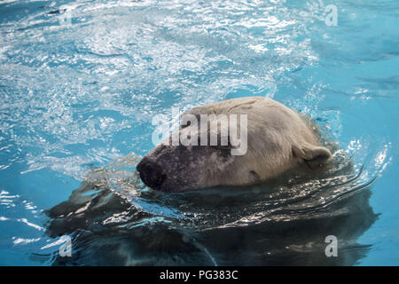 Sao Paolo, Brésil. Août 23, 2018. Les ours polaires et Aurora Peregrino vivent dans le São Paulo dans l'Aquarium, Ipiranga Zone Sud de la capitale le 23 août 2018. Né en Russie à froid, les mammifères sont les premiers du genre dans le pays. Malgré la différence de climat entre leur pays et le Brésil, l'ours, qui pèsent ensemble 730 kg, n'avait aucun problème à s'adapter à leur nouvelle maison. Ils sont situés dans une zone de 1 500 mètres carrés et avec une température comprise entre -15° C et -5 Â Â° C. Crédit : ZUMA Press, Inc./Alamy Live News Banque D'Images