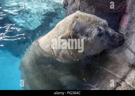 Sao Paolo, Brésil. Août 23, 2018. Les ours polaires et Aurora Peregrino vivent dans le São Paulo dans l'Aquarium, Ipiranga Zone Sud de la capitale le 23 août 2018. Né en Russie à froid, les mammifères sont les premiers du genre dans le pays. Malgré la différence de climat entre leur pays et le Brésil, l'ours, qui pèsent ensemble 730 kg, n'avait aucun problème à s'adapter à leur nouvelle maison. Ils sont situés dans une zone de 1 500 mètres carrés et avec une température comprise entre -15° C et -5 Â Â° C. Crédit : ZUMA Press, Inc./Alamy Live News Banque D'Images