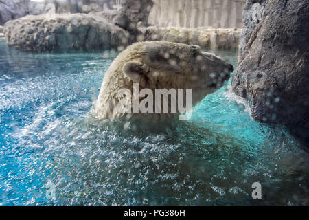 Sao Paolo, Brésil. Août 23, 2018. Les ours polaires et Aurora Peregrino vivent dans le São Paulo dans l'Aquarium, Ipiranga Zone Sud de la capitale le 23 août 2018. Né en Russie à froid, les mammifères sont les premiers du genre dans le pays. Malgré la différence de climat entre leur pays et le Brésil, l'ours, qui pèsent ensemble 730 kg, n'avait aucun problème à s'adapter à leur nouvelle maison. Ils sont situés dans une zone de 1 500 mètres carrés et avec une température comprise entre -15° C et -5 Â Â° C. Crédit : ZUMA Press, Inc./Alamy Live News Banque D'Images