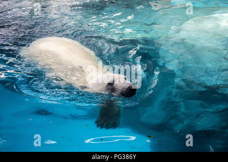 Sao Paolo, Brésil. Août 23, 2018. Les ours polaires et Aurora Peregrino vivent dans le São Paulo dans l'Aquarium, Ipiranga Zone Sud de la capitale le 23 août 2018. Né en Russie à froid, les mammifères sont les premiers du genre dans le pays. Malgré la différence de climat entre leur pays et le Brésil, l'ours, qui pèsent ensemble 730 kg, n'avait aucun problème à s'adapter à leur nouvelle maison. Ils sont situés dans une zone de 1 500 mètres carrés et avec une température comprise entre -15° C et -5 Â Â° C. Crédit : ZUMA Press, Inc./Alamy Live News Banque D'Images