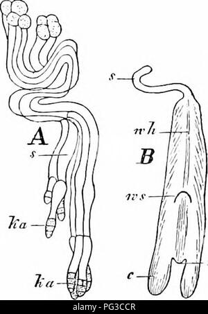 Ce manuel d'introduction à la botanique couvre la biologie végétale fondamentale, y compris les processus tels que la pollinisation et la dispersion des graines. Il décrit le rôle du vent dans la pollinisation et l'adaptation des plantes à disperser efficacement leur pollen. Banque D'Images