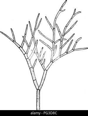 . Des études de l'usine ; une école primaire la botanique. La botanique. Le GKKAT^ 241 groupes d'ALG sur elle-même. Ce mur de l'entreprise indique que l'oospore n'est pas à germer immédiatement, mais est d'jiass dans un état de repos. Des spores qui forment des murs épais et col i7ito la condition de repos sont souvent décrits comme " reste- ment les spores," et il est très courant pour les zygotes et les oospores à spores de repos. Ces spores de permettre à l'usine d'endurer par unfavor- capable, comme l'échec d'approvisionnement alimentaire, froid, sécheresse, etc. lorsque des conditions favorables, le retour reste protégée des spores- Banque D'Images