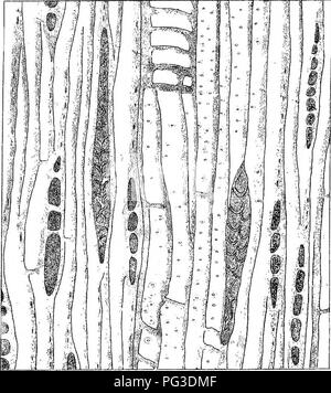 . Eucalyptographia. Une description de l'atlas d'eucalyptus de l'Australie et les îles ;. L'eucalyptus, la botanique. . Veuillez noter que ces images sont extraites de la page numérisée des images qui peuvent avoir été retouchées numériquement pour plus de lisibilité - coloration et l'aspect de ces illustrations ne peut pas parfaitement ressembler à l'œuvre originale.. Mueller, Ferdinand von, 1825-1896. Melbourne, J. Ferres, gouvernement. Imprimer ; [etc. ,Etc. ] Banque D'Images