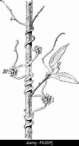 . Des études de l'usine ; une école primaire la botanique. La botanique. En 158.ANT RTrniER wliioli mamifacturt ils l'alimentation de la VVD". Le moins de chlorophylle est utilisé le moins développé, et une plante verte qui est l'obtention de la plus grande quantité de sa nourriture dans une façon saprophytes ou parasites est en voie de perdre toute sa chlorophylle et devenir un termi- saprophyte ou parasite. Certains de la basse- er Algffi luibit sont dans le de la vie dans la l)ody cavités de haute- er jilants suidi, trouvant dans l'humidité des situations et protec- tion dont ils ont besoin. Ils peuvent donc avoir mis à leur portée une partie de la matière organique pr Banque D'Images